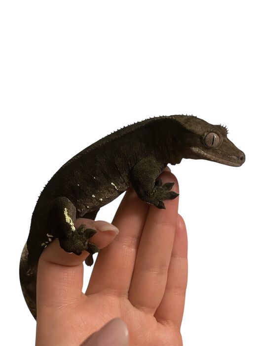 Ciemna linia gekon orzęsiony