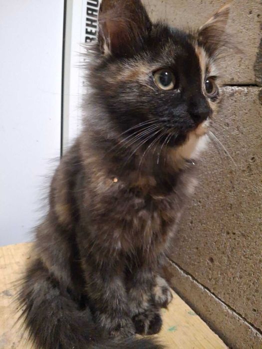 Киця котик безкоштовно