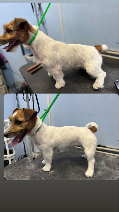 Груминг холодная гора