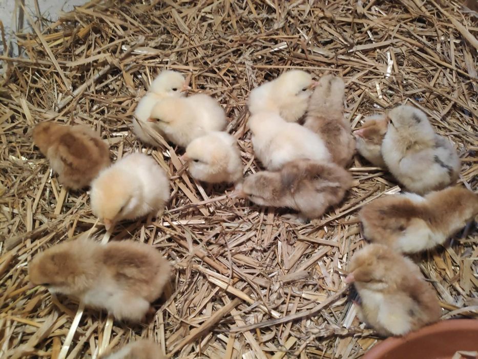 Pisklęta kochina miniaturowego