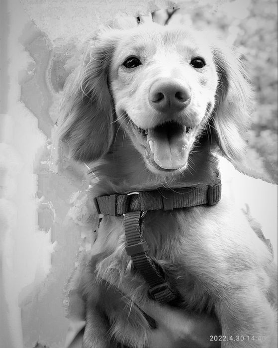 ВЯЗКА кобель таксы длинношерстной кремовый окрас