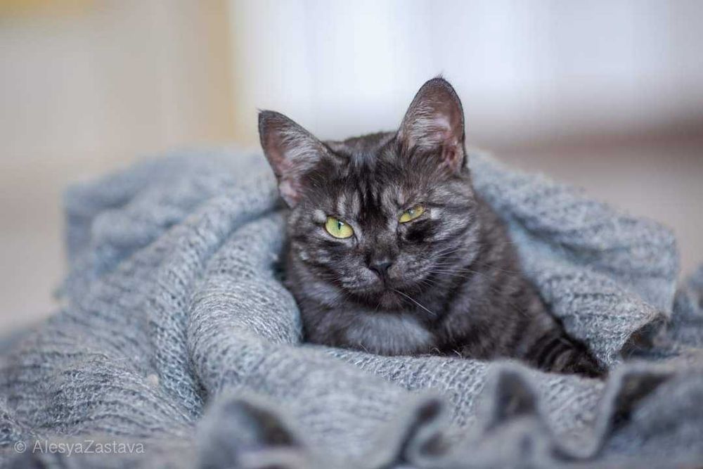 Sheris idealna kotka