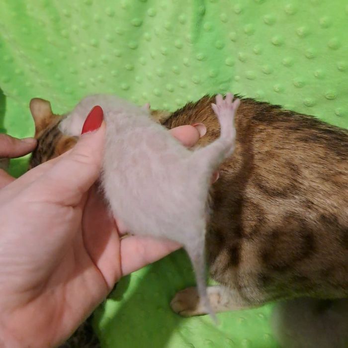 Бенгальский котёнок кот кошка