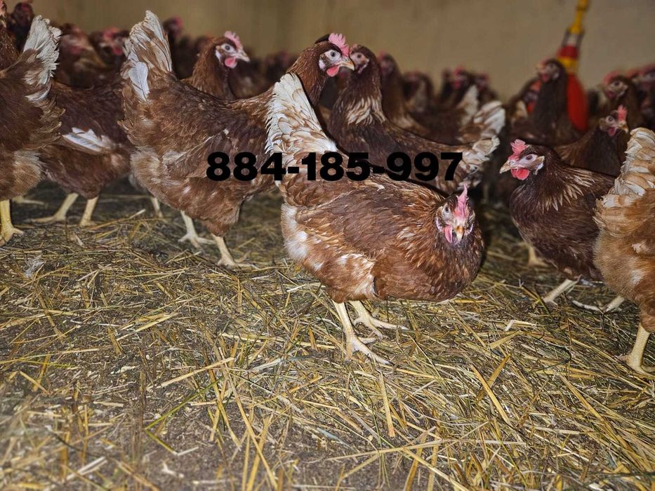 Młode nioski kury odchowane Messa Lohmann Brown Isa Brown