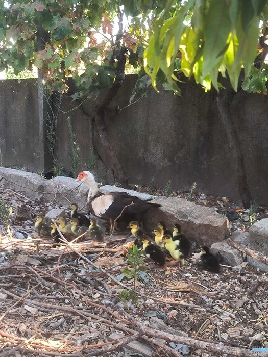 Patos mudos bebes para venda