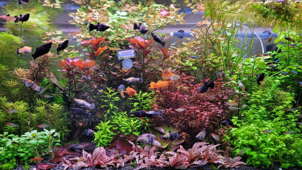 Sprzedam roślinki do akwarium wysyłka