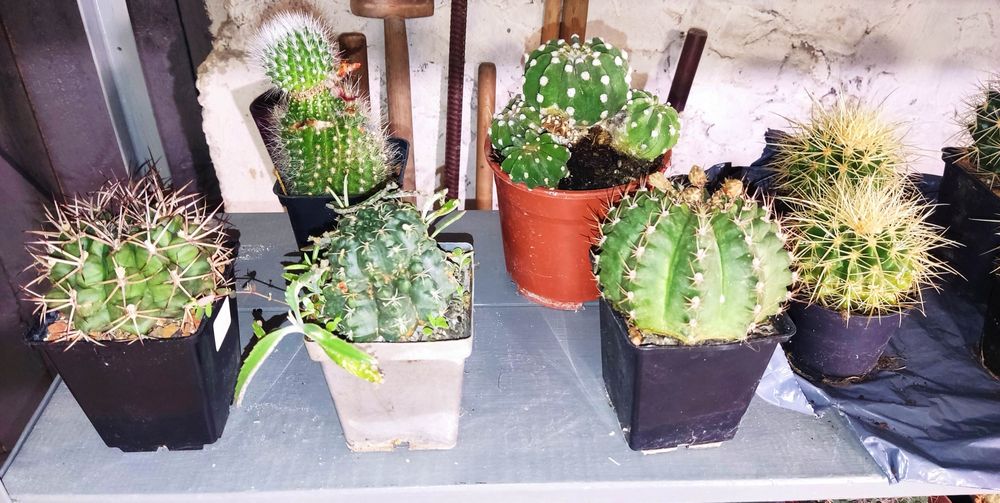 Кактус різні види і розміри.