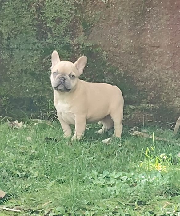 Bulldog Francês Lilac Fawn