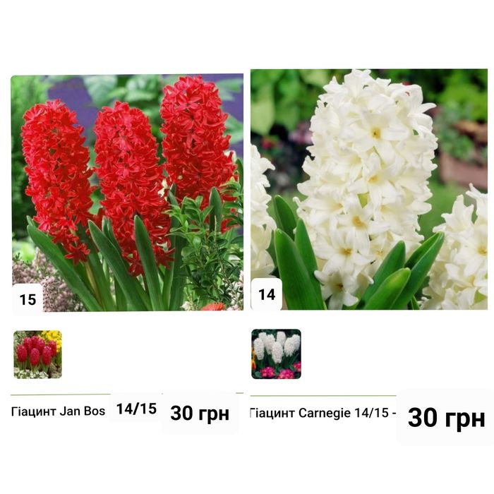 Гіацинти цибулини  Голандія