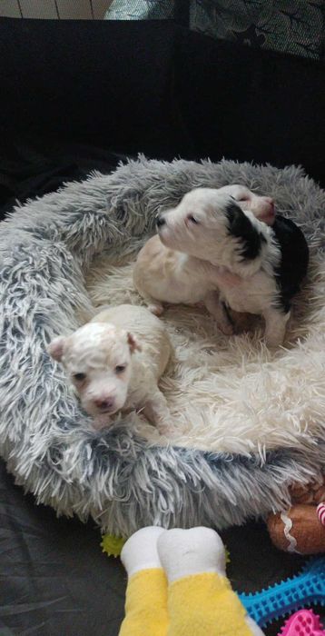 Szczeniaki po maltańczyku