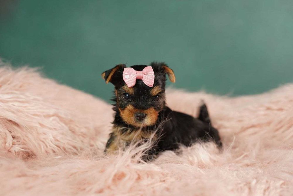 Йорк із душею поета!