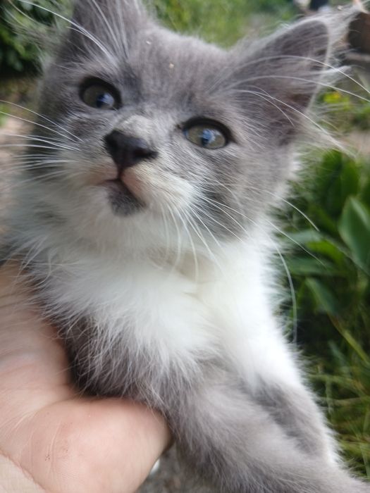 Кошенята шукають дім