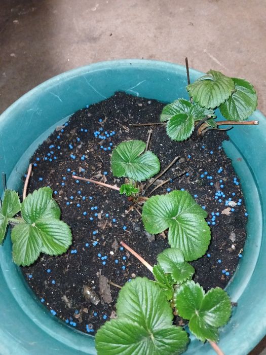 Morangueiro selecionado, 4 pes em vaso e ja adubado.