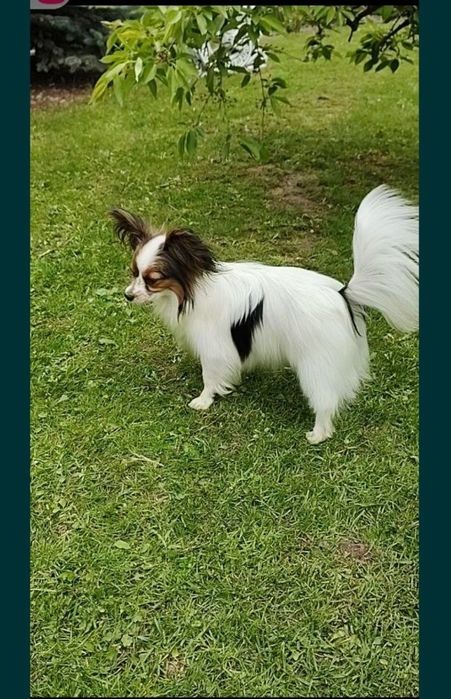 Папільйон папійон