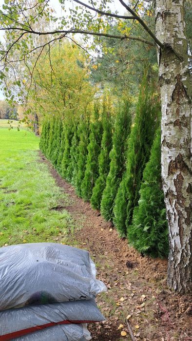 Tuja thuja tuje szmaragd