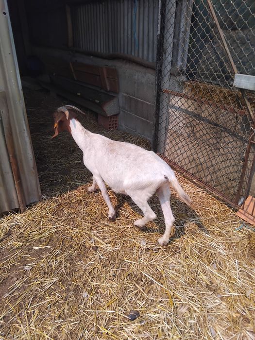 Cabra boer vendo