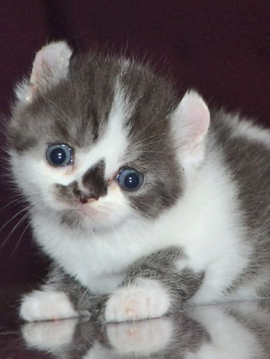 Малыш кинкалоу лонг