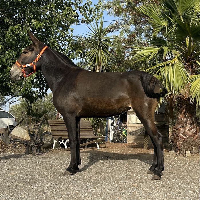 Mula engatada com papeis