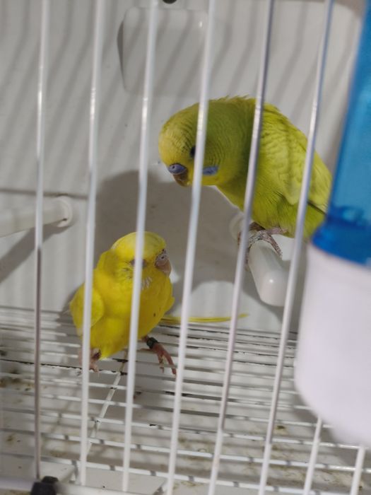 Piriquitos Australianos
