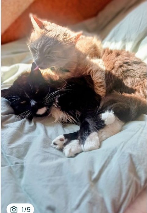 Віддам котів в хороші руки