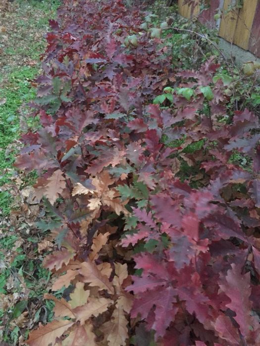 Sadzonki dębu czerwonego i zwyczajnego DO KAŻDYCH 10SZTUK 1 GRATIS