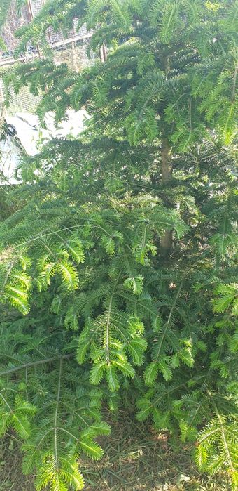 Ділянка 18,5 сот поруч з лісом, пилорама, госп.будівлі,с. Сінгури