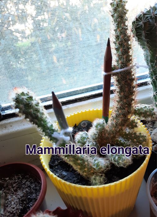 Кактуси різних видів