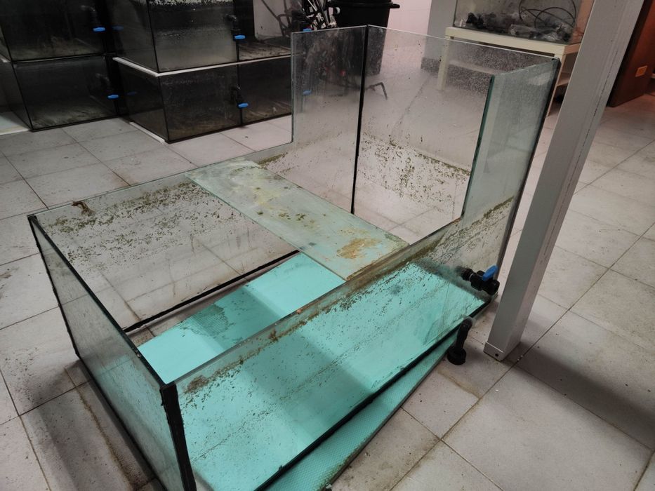 Sump 100x60 convertida em aquário