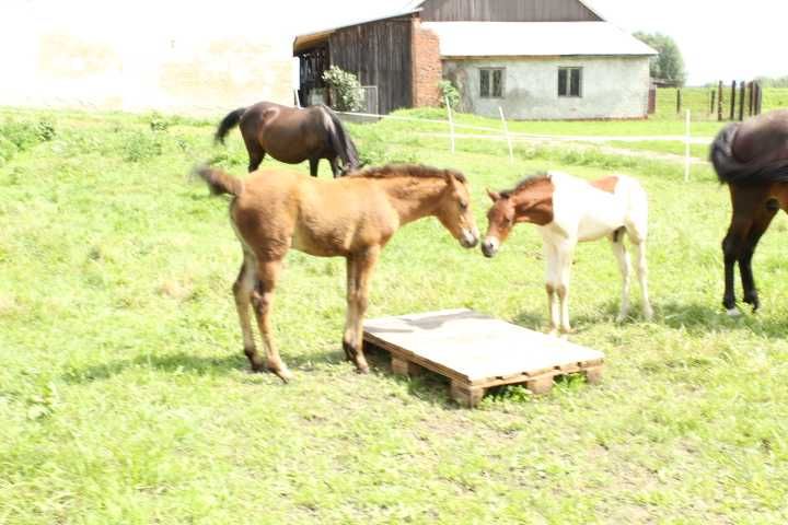 Źrebaki huculskie na sprzedaż