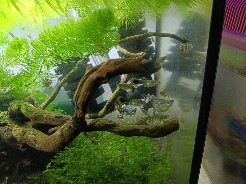 Gupiki Cobra Multikolor