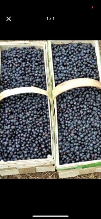 Jagody Świeże polecam bardzo.