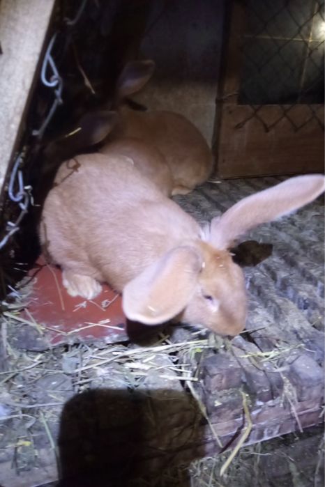 Кролики бургундці