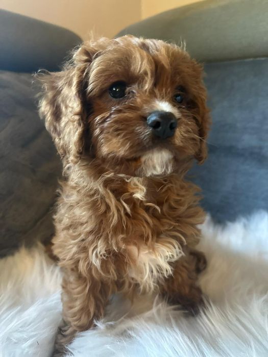 Cavapoo f1*chłopczyk małopolska