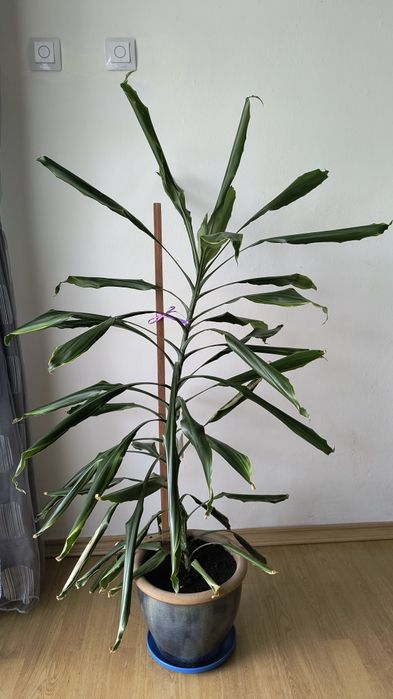 Sprzedam dracenę wonną
