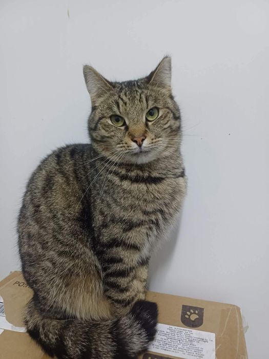 kot kocur do adopcji za darmo