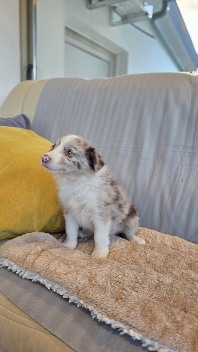 Border Collie Red Merle Macho (Olho azul e verde)