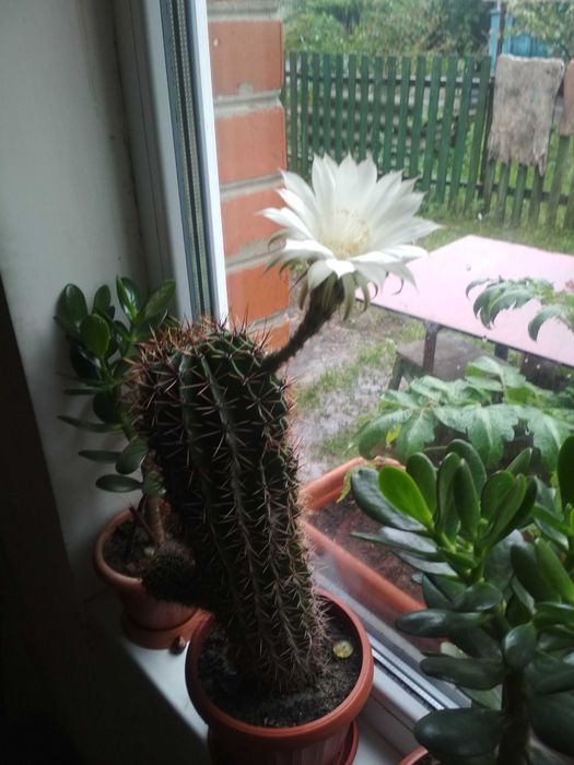 ЦВЕТУЩИЕ Кактусы (Детки)