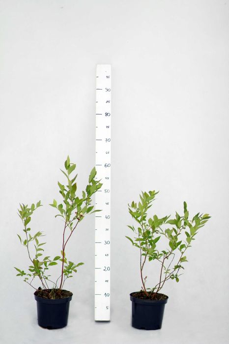 Sadzonki borówki amerykańskiej C1,5 | DRAPER CALYPSO | certyfikat CAC