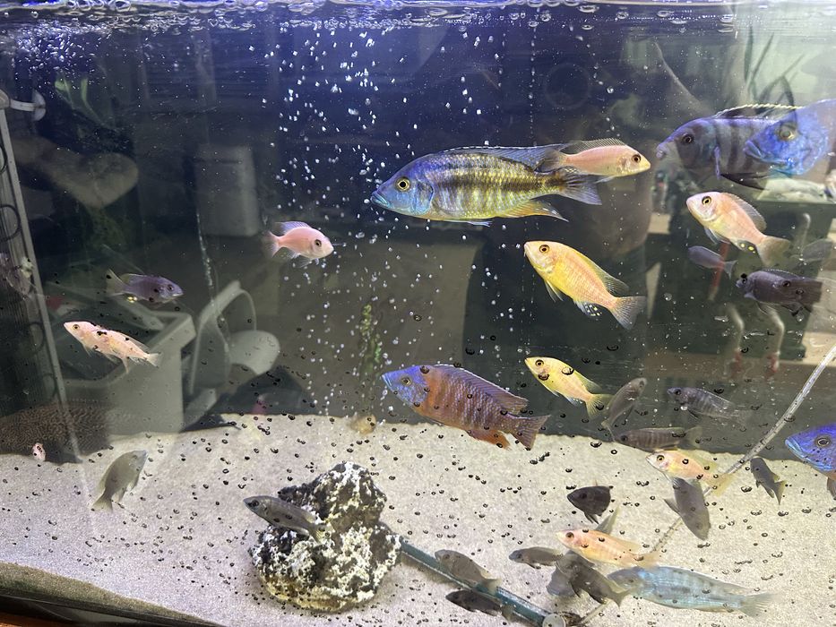 Aquario completo 150x70x50