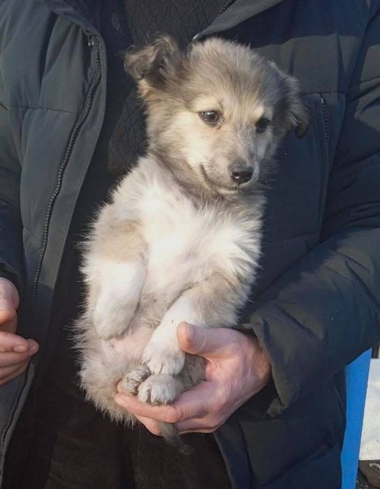 Цуценята, які виростуть маленького зросту!  БЕЗКОШТОВНО