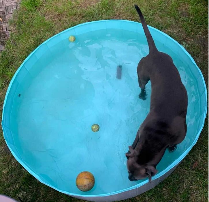 BASEN Kojec dla PSA DZIECI XXL 160x30cm SKŁADANY Ogrodowy do KĄPIELI