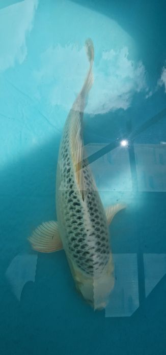 Carpa koi com 35cm
