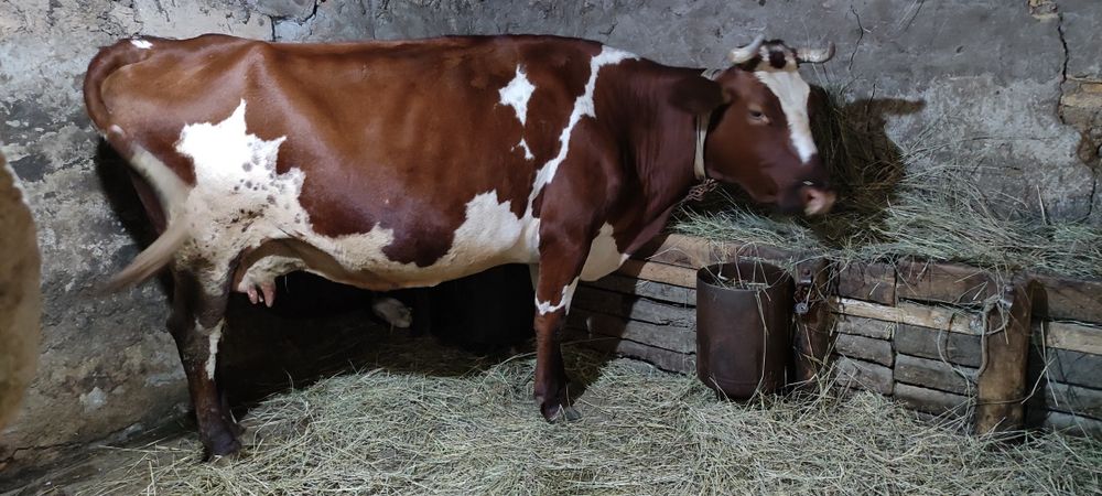 Продам айрширскую корову!