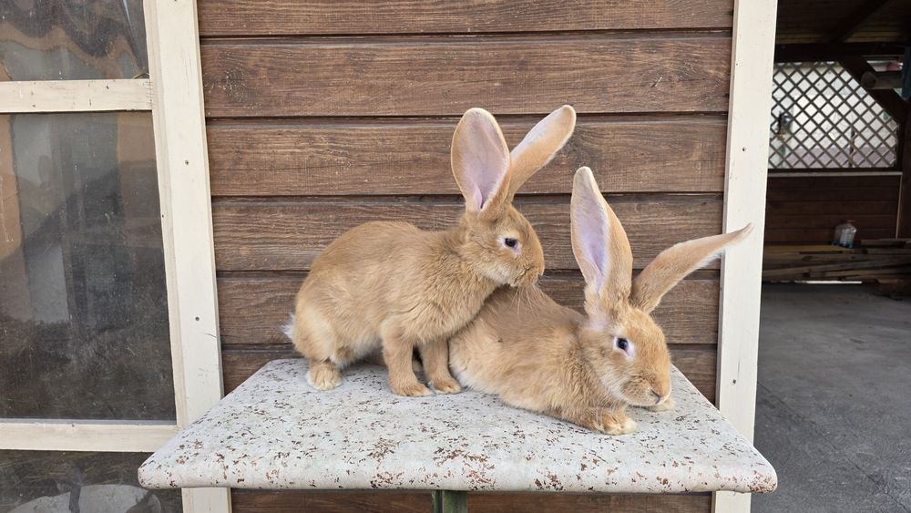 Olbrzym belgijski zolty