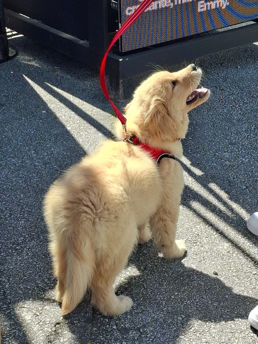 Dog Walker Região de Braga