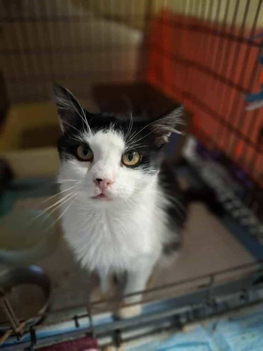 Cudowny Pongo czeka na adopcje