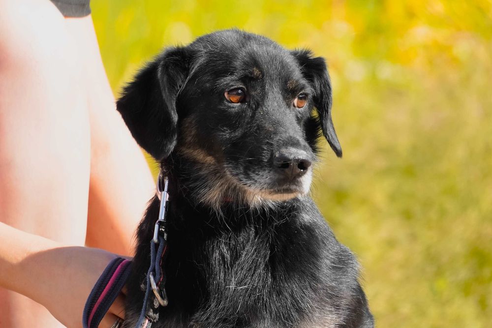 Poke - niewielki piesek