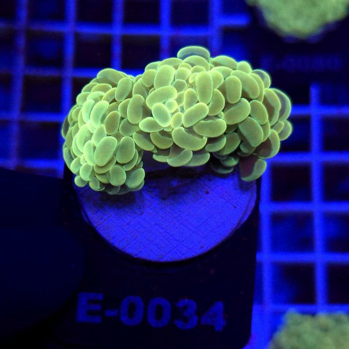 Euphyllia Paraancora Gold (3 głowy) – koral LPS | akwarium morskie