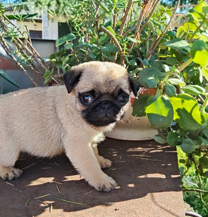 Pug Carlin com Lop