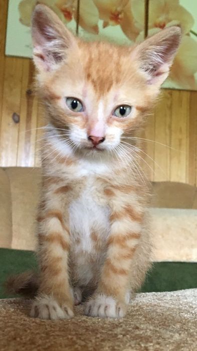 Котики в добрі руки